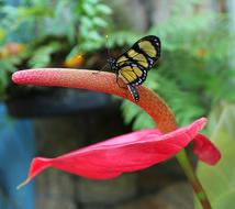 red flowers with a yellow butterfly