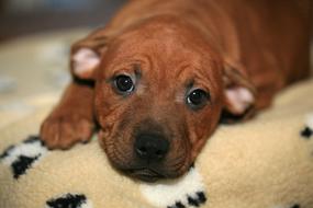 Puppy Young Staffordshire