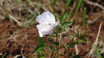 white lonely flower