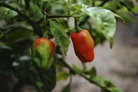 Blooming peppers on a bush