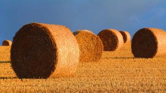 Bales Straw Harvest