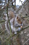 The Squirrel Gray Animal