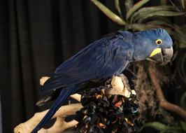 Parrot Bird Blue
