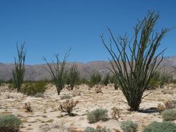 green bushes in the desert