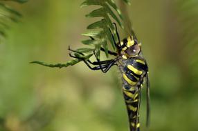 Golden-Ringed Dragonfly Nature