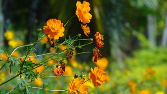 Flower Garden