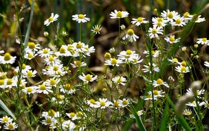 wild daisies in the field