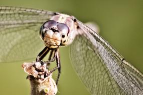 close up of a dragonfly