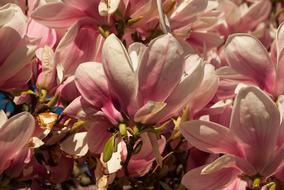 gorgeous pink flowers background