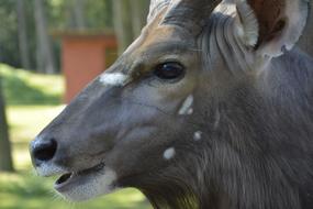Gnu Animal Africa