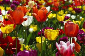 large flower field