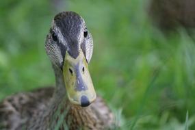 longbeaked duck