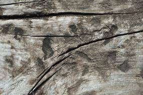 Texture Wood Macro