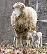 domestic Animal Sheep on Farm