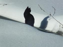 Cat Snow Winter