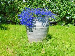 blue flowers in a large vase