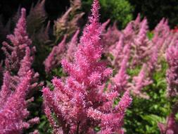 beautiful pink garden flowers