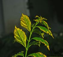 close up of the leaves