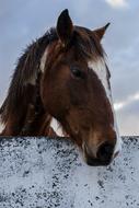 Horse Animal Farm
