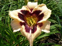 a big yellow flower in the grass