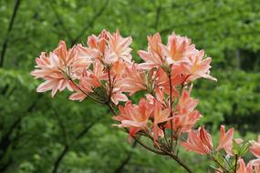Flower Orange