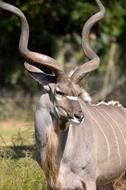 Greater Kudu Wildlife Africa