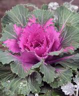cabbage with pink coloring