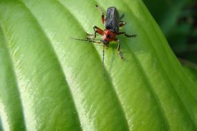 Cockroach Nature Green