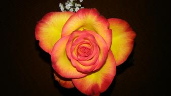 an open rosebud in the night