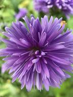 Purple Flower Garden