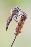simple predator fly predator fly