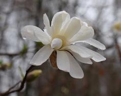 Star Magnolia Fin The Rain