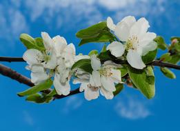 white Flowers Apple Blossoming