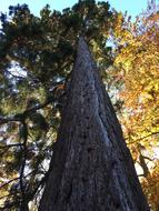 tall long tree