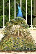 Peacock bird Tail