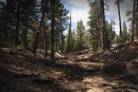 beautiful forest landscape