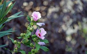 Hibiscus Pink Flower