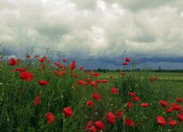 Nature Flowers Poppy Before The