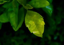 green leaf in water