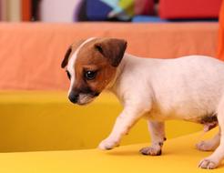 Dog Puppy Jack Russell