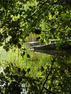 boat under the tree