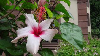 white bud with a red pistil