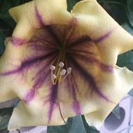 Flower Nature Beauty