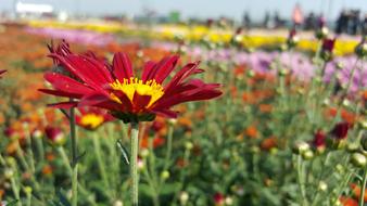red flower in the field