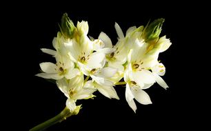 spring white flowers bloom