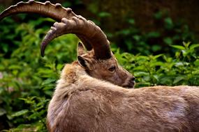 Capricorn Horns Animal