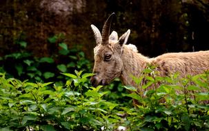 Capricorn Horns Animal