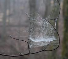 spider web on a branch in the forest