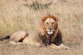 Lion Safari Africa