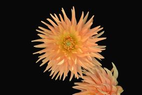 orange blossom in the night